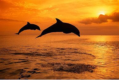 像吃菌子拍出来的 《宝可梦传说Z-A》新Mega预告