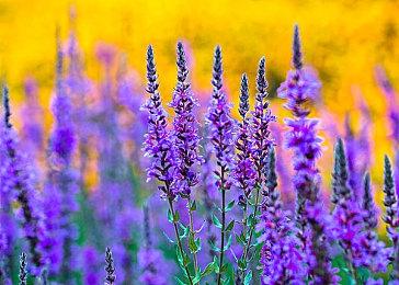 神谷英树就《龙鳞化身》被取消向粉丝和微软道歉